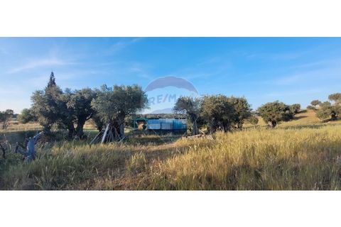 Terra a Torrao, Setubal, Torrao - € 80.000 | Ref: 122181148-235 - foto 11