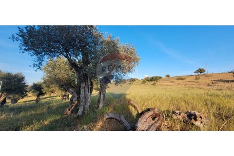Terra a Torrao, Setubal, Torrao - € 80.000 | Ref: 122181148-235 - foto 12