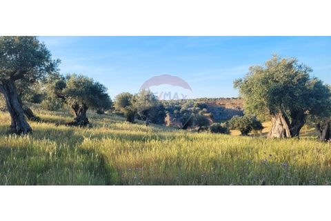 Terra a Torrao, Setubal, Torrao - € 80.000 | Ref: 122181148-235 - foto 13