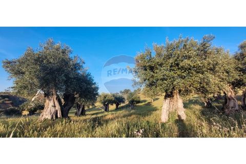 Terra a Torrao, Setubal, Torrao - € 80.000 | Ref: 122181148-235 - foto 14
