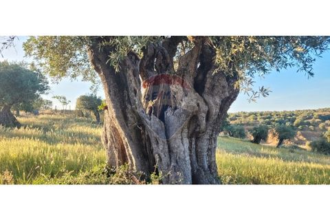 Terra a Torrao, Setubal, Torrao - € 80.000 | Ref: 122181148-235 - foto 15