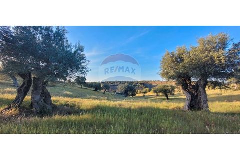 Terra a Torrao, Setubal, Torrao - € 80.000 | Ref: 122181148-235 - foto 16