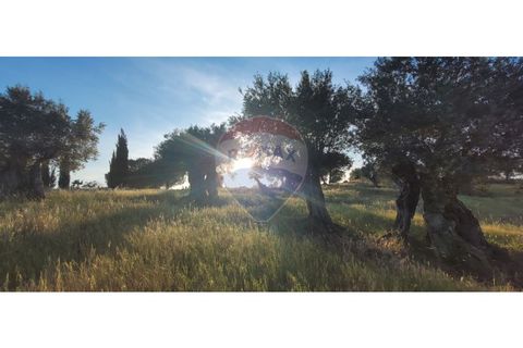 Terra a Torrao, Setubal, Torrao - € 80.000 | Ref: 122181148-235 - foto 17