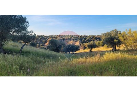 Terra a Torrao, Setubal, Torrao - € 80.000 | Ref: 122181148-235 - foto 18