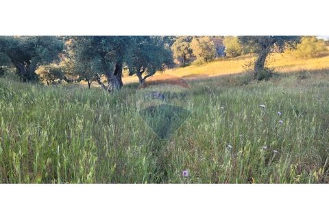 Terra a Torrao, Setubal, Torrao - € 80.000 | Ref: 122181148-235 - foto 19