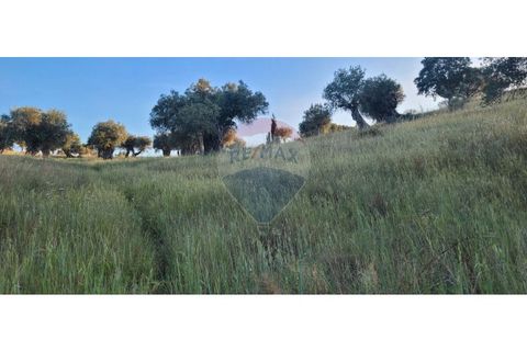 Terra a Torrao, Setubal, Torrao - € 80.000 | Ref: 122181148-235 - foto 21