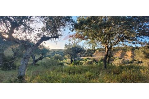 Terra a Torrao, Setubal, Torrao - € 80.000 | Ref: 122181148-235 - foto 22