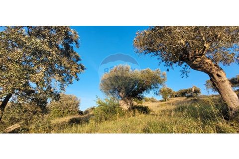 Terra a Torrao, Setubal, Torrao - € 80.000 | Ref: 122181148-235 - foto 25