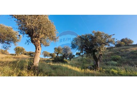 Terra a Torrao, Setubal, Torrao - € 80.000 | Ref: 122181148-235 - foto 26