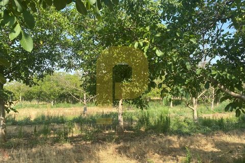 Terra a Estremoz, Evora, Estremoz - € 2.250.000 | Ref: PB2022264 - foto 4