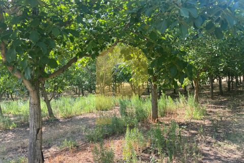 Terra a Estremoz, Evora, Estremoz - € 2.250.000 | Ref: PB2022264 - foto 6