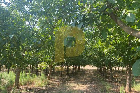 Terra a Estremoz, Evora, Estremoz - € 2.250.000 | Ref: PB2022264 - foto 7