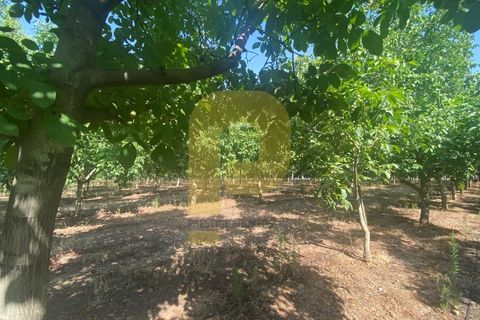 Terra a Estremoz, Evora, Estremoz - € 2.250.000 | Ref: PB2022264 - foto 8
