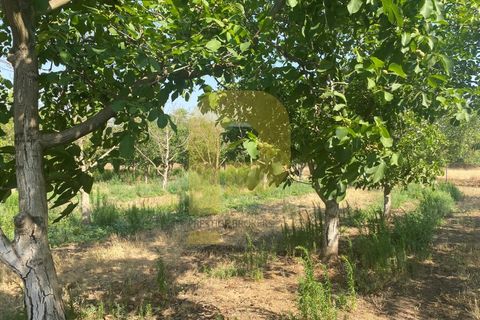 Terra a Estremoz, Evora, Estremoz - € 2.250.000 | Ref: PB2022264 - foto 9