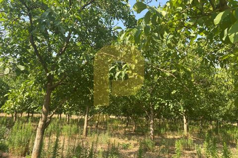 Terra a Estremoz, Evora, Estremoz - € 2.250.000 | Ref: PB2022264 - foto 10