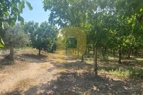 Terra a Estremoz, Evora, Estremoz - € 2.250.000 | Ref: PB2022264 - foto 11