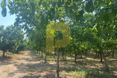 Terra a Estremoz, Evora, Estremoz - € 2.250.000 | Ref: PB2022264 - foto 13
