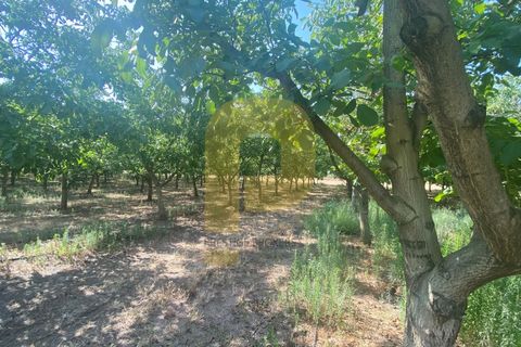 Terra a Estremoz, Evora, Estremoz - € 2.250.000 | Ref: PB2022264 - foto 14