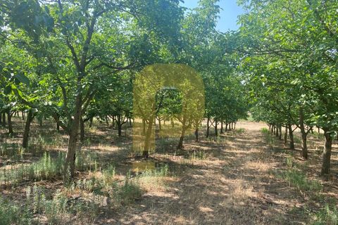 Terra a Estremoz, Evora, Estremoz - € 2.250.000 | Ref: PB2022264 - foto 15