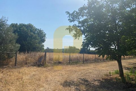 Terra a Estremoz, Evora, Estremoz - € 2.250.000 | Ref: PB2022264 - foto 17