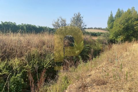 Terra a Estremoz, Evora, Estremoz - € 2.250.000 | Ref: PB2022264 - foto 19