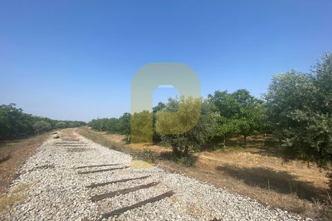 Terra a Estremoz, Evora, Estremoz - € 2.250.000 | Ref: PB2022264 - foto 21