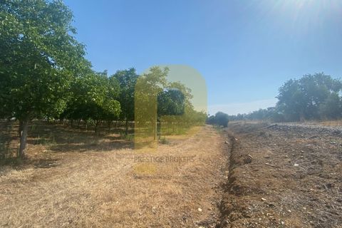 Terra a Estremoz, Evora, Estremoz - € 2.250.000 | Ref: PB2022264 - foto 22