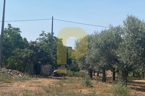 Terra a Estremoz, Evora, Estremoz - € 2.250.000 | Ref: PB2022264 - foto 23