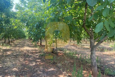 Terra a Estremoz, Evora, Estremoz - € 2.250.000 | Ref: PB2022264 - foto 38