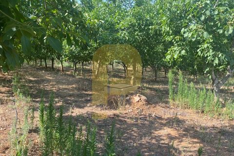 Terra a Estremoz, Evora, Estremoz - € 2.250.000 | Ref: PB2022264 - foto 39