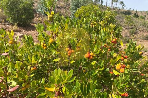 Landejendom i Silves, Faro, Silves - € 1.200.000 | Ref: PB2022279 - foto 14