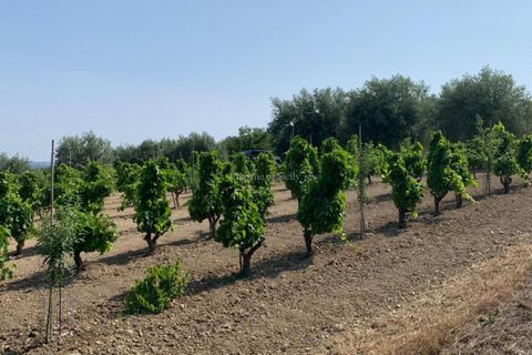 Helårsgrund i Noto, Siracusa, Noto - € 70.000 | Ref: SC 19 - foto 2