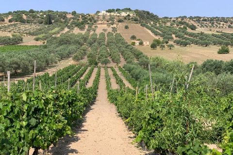 Helårsgrund i Noto, Siracusa, Noto - € 70.000 | Ref: SC 19 - foto 5