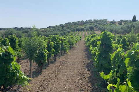 Helårsgrund i Noto, Siracusa, Noto - € 70.000 | Ref: SC 19 - foto 8