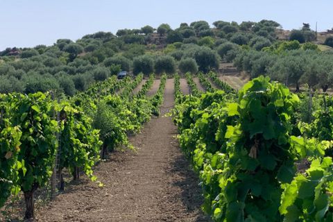 Helårsgrund i Noto, Siracusa, Noto - € 70.000 | Ref: SC 19 - foto 9