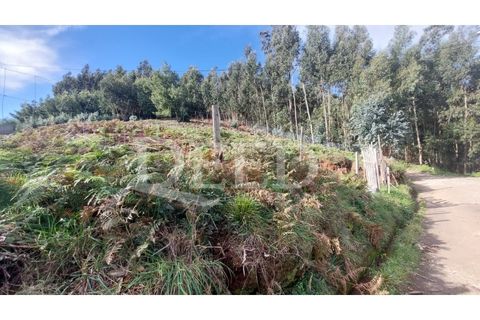 Terra a Camacha, Madeira, Camacha - € 160.000 | Ref: DEED/793 - foto 3