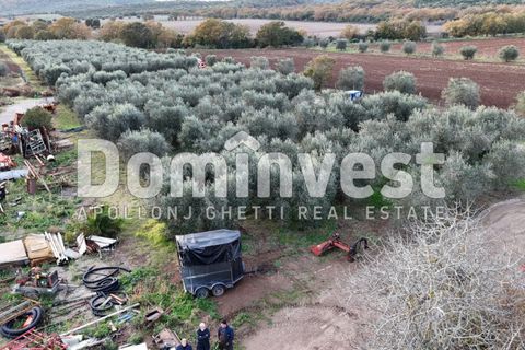 Landejendom i Capalbio, Grosseto, Capalbio - € 1.200.000 | Ref: V-0007 - foto 7