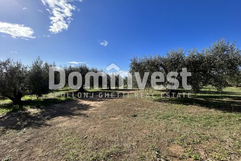 Landejendom i Capalbio, Grosseto, Capalbio - € 1.800.000 | Ref: V-0008 - foto 8