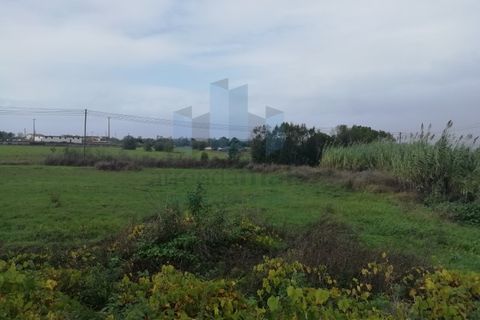Terra a Vila Nova de Ancos, Coimbra, Vila Nova de Ancos - € 199.000 | Ref: PAR_462 (2) - foto 3