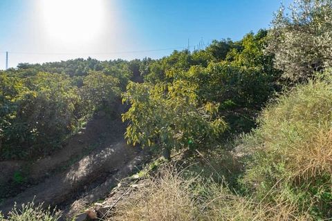 Terreno en Torrox, Malaga, Torrox - € 84.000 | Ref: TP117 - photo 3