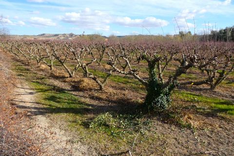 Finca i Maella, Zaragoza, Maella - € 26.000 | Ref: 0965 - foto 20