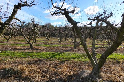 Finca i Maella, Zaragoza, Maella - € 26.000 | Ref: 0965 - foto 22