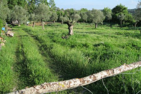 Helårsgrund i Tomar, Santarem, Tomar - € 15.000 | Ref: 1934 - foto 2