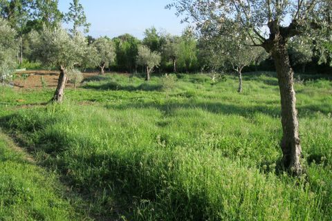 Helårsgrund i Tomar, Santarem, Tomar - € 15.000 | Ref: 1934 - foto 3