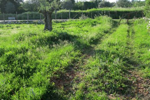 Helårsgrund i Tomar, Santarem, Tomar - € 15.000 | Ref: 1934 - foto 4