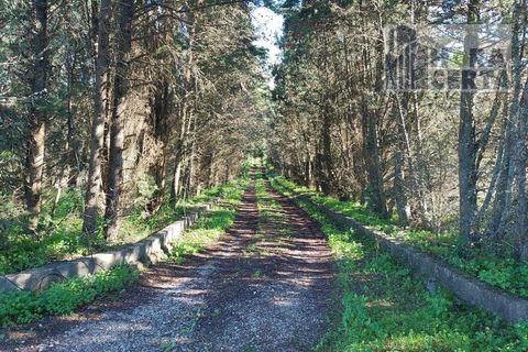 Farm i Torres Vedras, Lisbon, Torres Vedras - € 385.000 | Ref: 1773/TRV/JB - foto 6