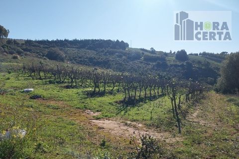 Farm i Torres Vedras, Lisbon, Torres Vedras - € 385.000 | Ref: 1773/TRV/JB - foto 21