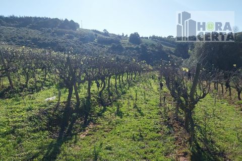 Farm i Torres Vedras, Lisbon, Torres Vedras - € 385.000 | Ref: 1773/TRV/JB - foto 22