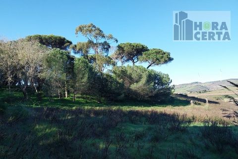 Farm i Torres Vedras, Lisbon, Torres Vedras - € 385.000 | Ref: 1773/TRV/JB - foto 24