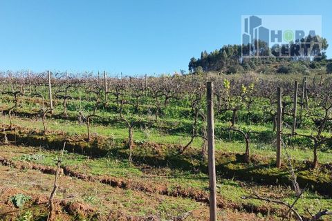 Farm i Torres Vedras, Lisbon, Torres Vedras - € 385.000 | Ref: 1773/TRV/JB - foto 25